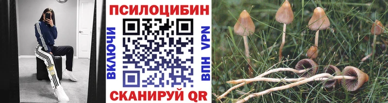 Псилоцибиновые грибы Psilocybe  закладки  Билибино 